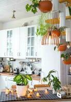 The general plan of a light white modern rustic kitchen with a modular metal staircase decorated with potted plants. Interior of a house with homeplants photo