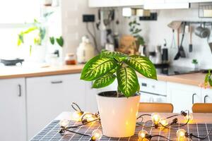 Dieffenbachia  in a pot in the interior of the house in the kitchen, illuminated by garland lamps. Potted plant in a green house photo