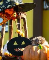 A funny shaggy fluffy hamster sits on a pumpkin and chews a leaf in a Halloween decor among garlands, lanterns, candles. Harvest Festival photo