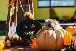 A funny shaggy fluffy hamster sits on a pumpkin and chews a leaf in a Halloween decor among garlands, lanterns, candles. Harvest Festival photo