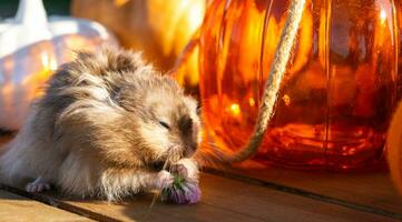 A funny shaggy fluffy hamster sits on a pumpkin and chews a leaf in a Halloween decor among garlands, lanterns, candles. Harvest Festival photo