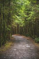 estrecho camino mediante el lluvia bosque en Vancouver isla foto