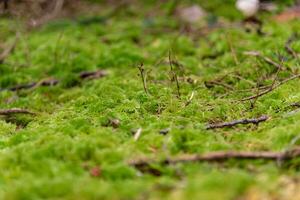 Green moss on the ground of a rainforest photo