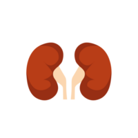 nier nier- vlak realistisch icoon. menselijk nier orgaan icoon. anatomie urologie of nefrologie logo. png