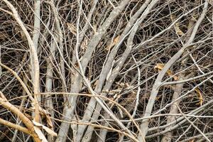 Tree branch limb dry pile photo