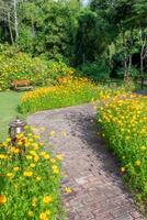 Pathway in cosmos garden photo