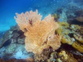 Big yellow coral and small fish swimming photo