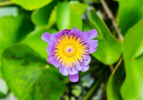 Lotus purple yellow pollen photo