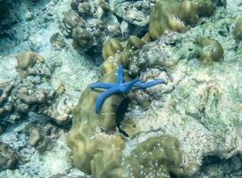 Blue starfish and black fish on coral reef photo
