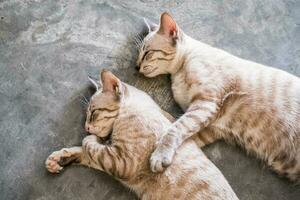 Two cat kitten brethren sleeping hug photo