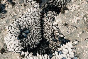 blanco mejillones en el rocas en Pacífico Oceano foto