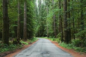 Narrow road in the forest photo