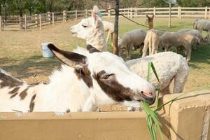 Mule white brown cute eating grass photo