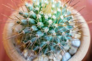 Small cactus species in brown vase photo