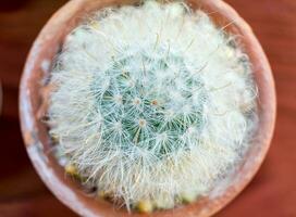 Small cactus species in brown vase photo