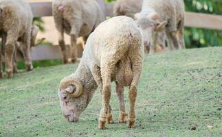 Sheep roll horn graze photo