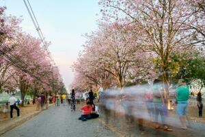 People walking under pink trumpet shrub tree,flower pink tree photo