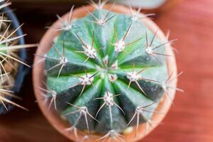 Small cactus species in brown vase photo