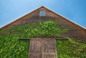 Wooden dark house gable leaf climber and sky photo