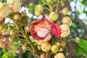 Close up Cannonball tree flowers,Couroupita guianensis,Couroupita guianensis Aubl photo