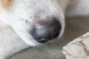 Close up dog black nose photo