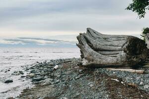 Fallen tree on a beach photo