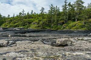Rocks and forest during low tide in Pacific Ocean photo