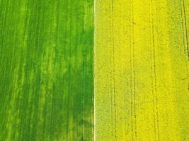 amarillo y verde colza campos en el aéreo Disparo foto