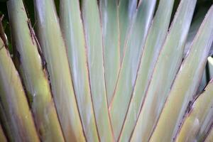 WIld Palm Frond photo