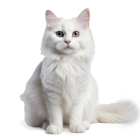 blanco gato en un blanco antecedentes png