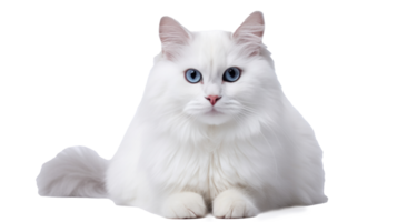 blanc chat sur une blanc Contexte png