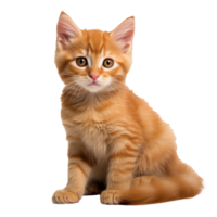 red cat on a white background png