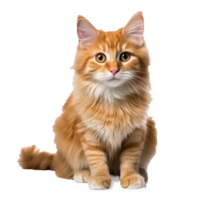 rot Katze auf ein Weiß Hintergrund png