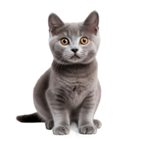 gris gato en un blanco antecedentes png