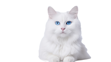 white cat on a white background png