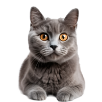 gris gato en un blanco antecedentes png