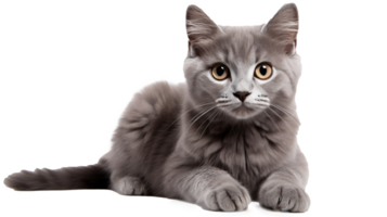 grau Katze auf ein Weiß Hintergrund png