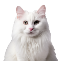 blanco gato en un blanco antecedentes png