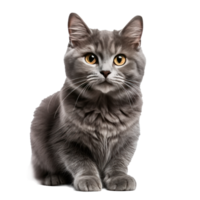 cinzento gato em uma branco fundo png