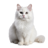 blanco gato en un blanco antecedentes png