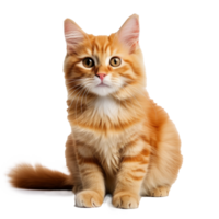 red cat on a white background png