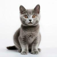 gray cat on a white background photo