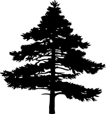 Pine tree silhouette isolated on white background. Vector Illustration.