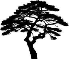 Pine tree silhouette isolated on white background. Vector Illustration.