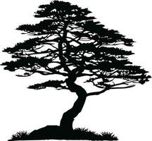 Pine tree silhouette isolated on white background. Vector Illustration.