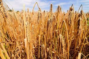 a field of ripe wheat is shown in this photo