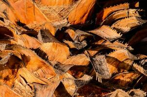 a close up of a palm tree bark photo