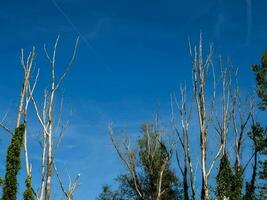 dead trees in the forest photo