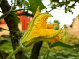 a yellow squash flower blooming in the garden photo