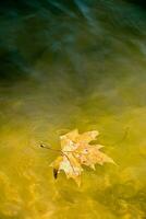 a leaf floating in the water on a lake photo